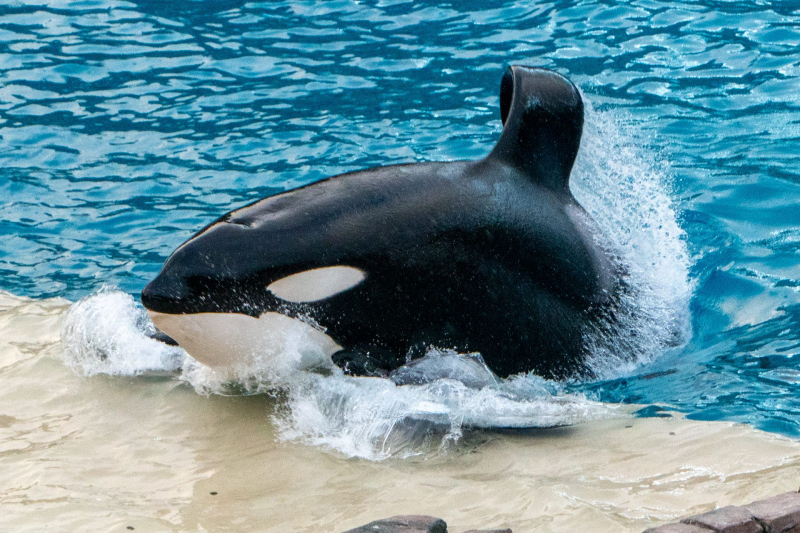 Orca Encounter