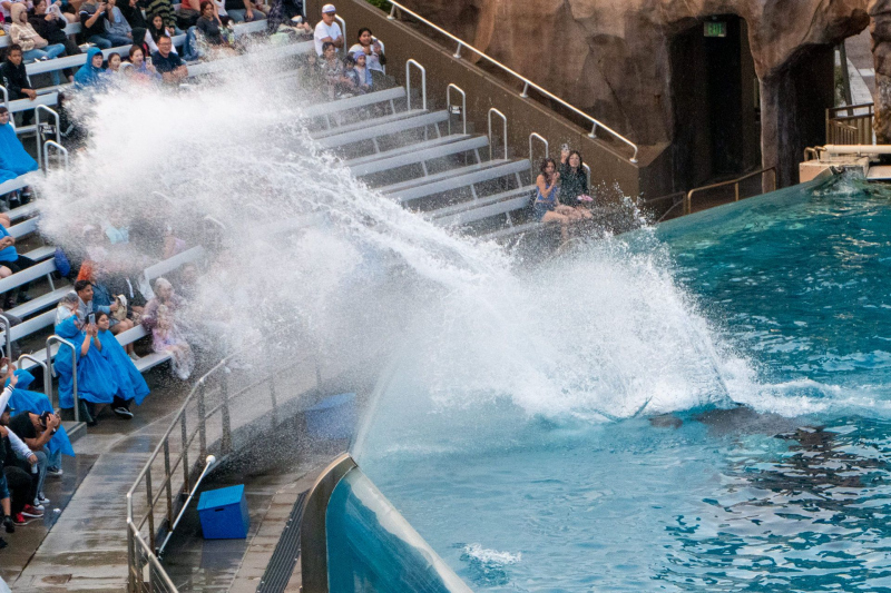 Orca Encounter