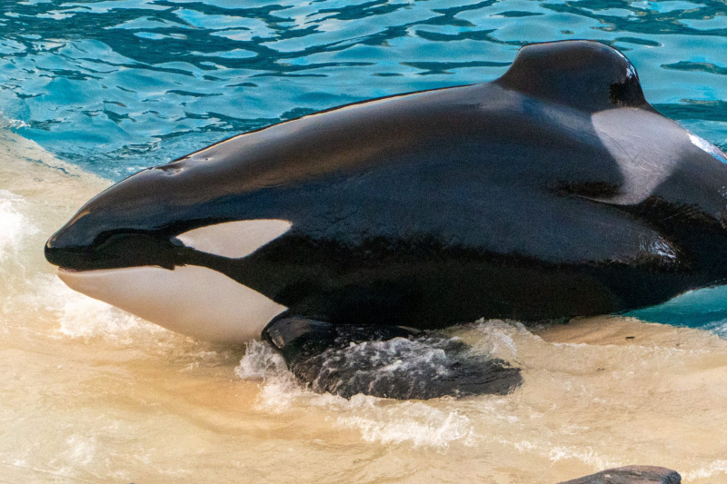Orca Encounter