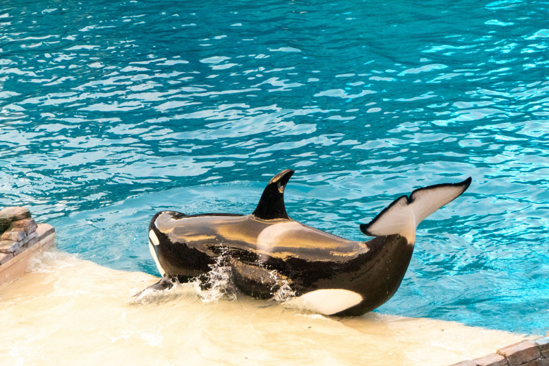 Orca Encounter