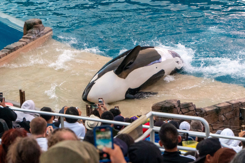 Orca Encounter