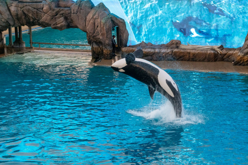 Orca Encounter
