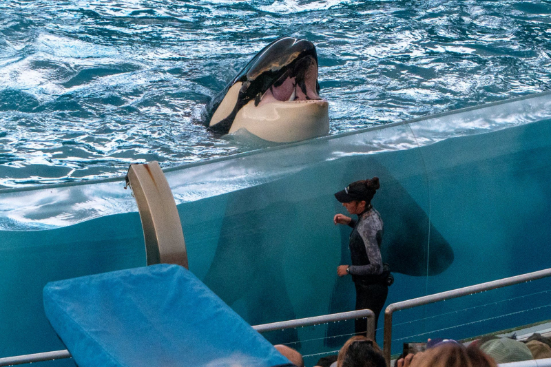 Orca Encounter