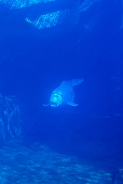Beluga Whale