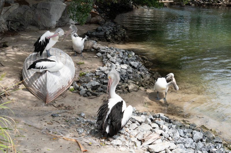 Pelicans / Pelikane