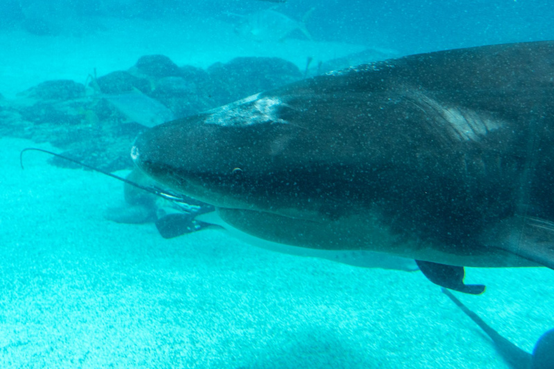Shark / Hai