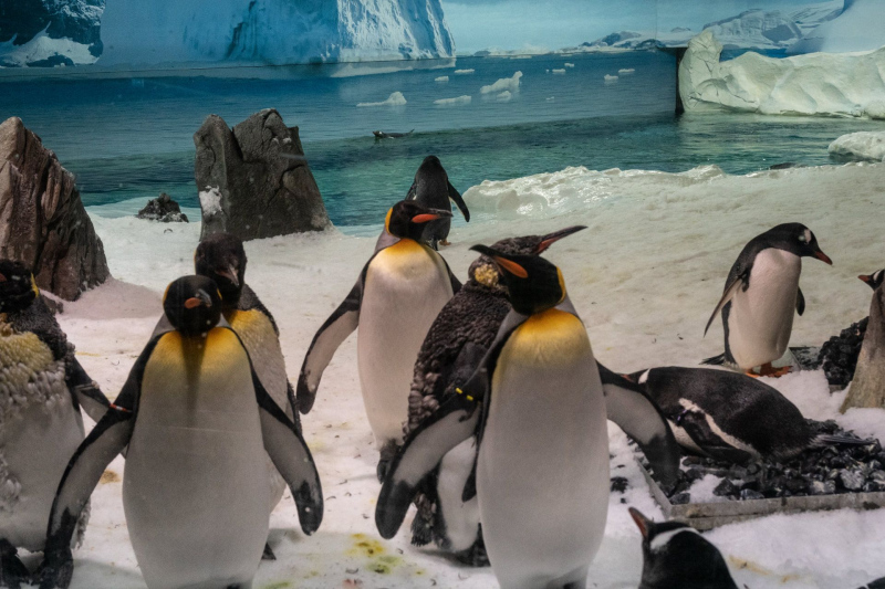 Penguins / Pinguine