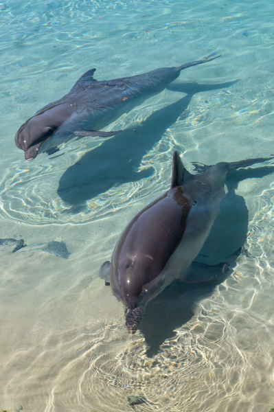 Dolphins / Delfine