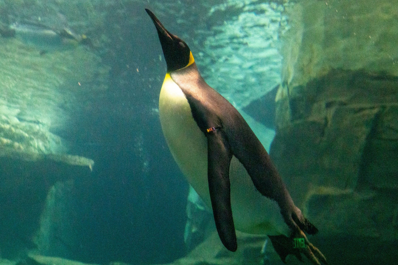 SeaWorld Orlando