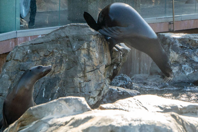 SeaWorld Orlando