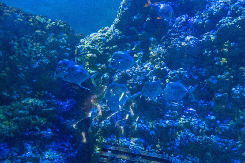 SeaWorld Orlando