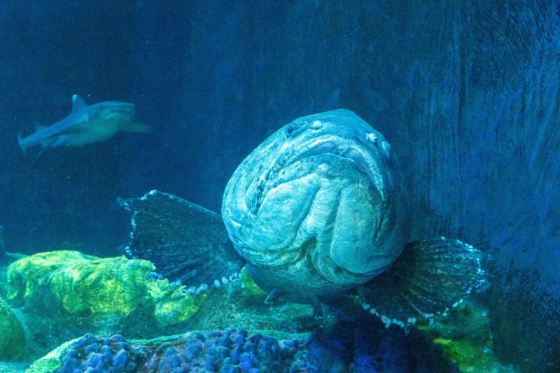 SeaWorld Orlando
