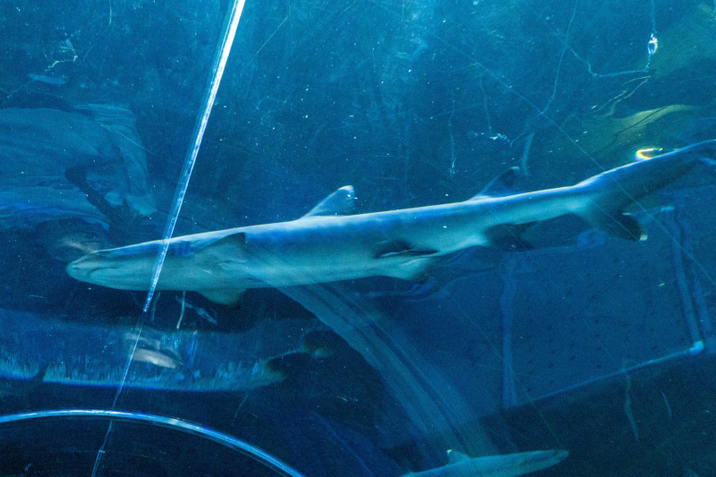 SeaWorld Orlando