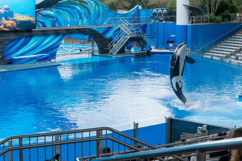 Orca Encounter