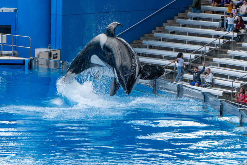 Orca Encounter