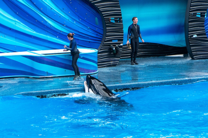 Orca Encounter