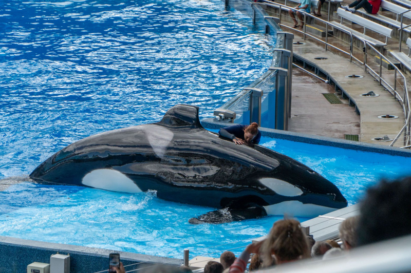 Orca Encounter