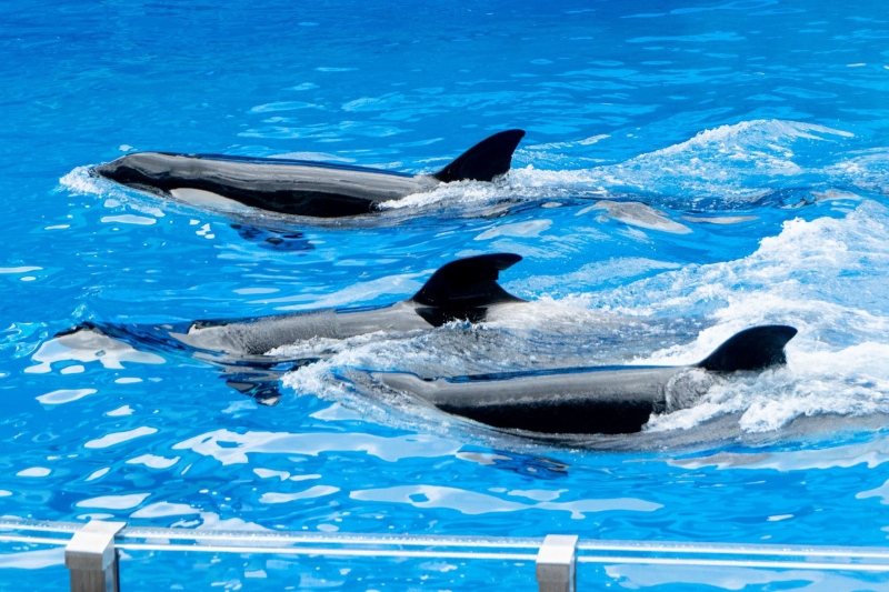 Orca Encounter