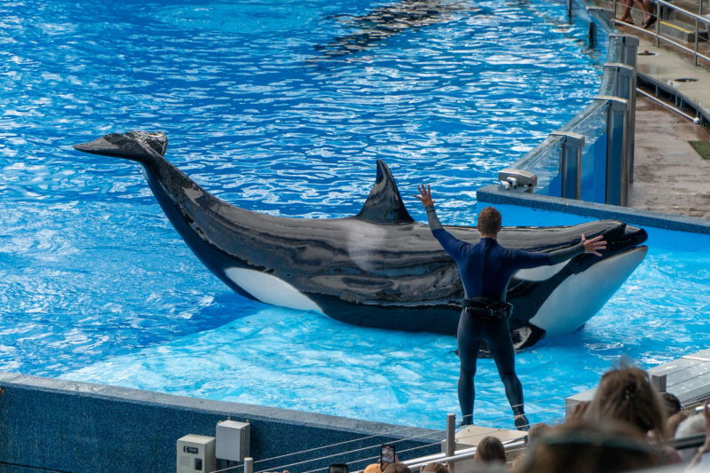 Orca Encounter