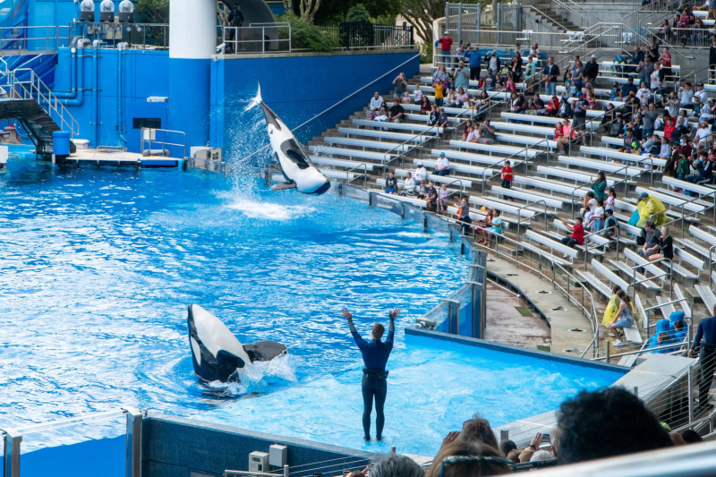Orca Encounter
