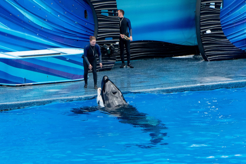 Orca Encounter