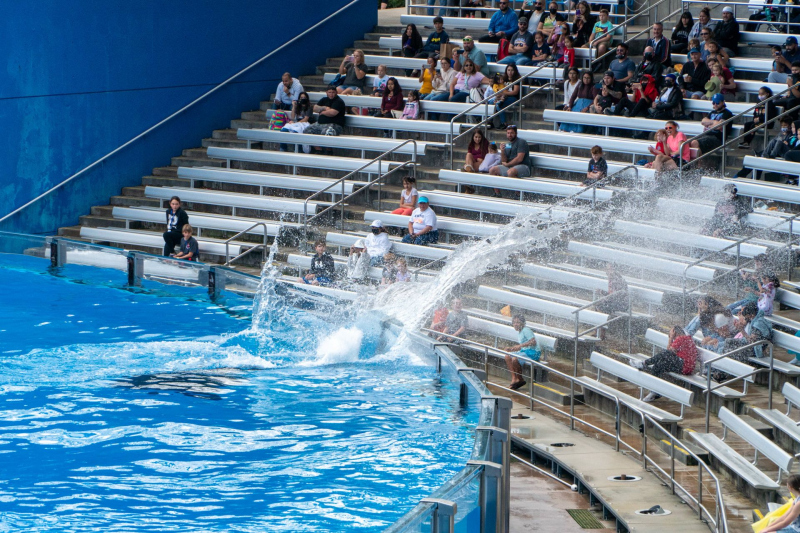 Orca Encounter