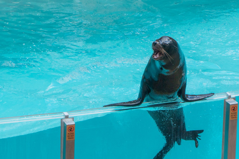 Sea Lion & Otter Spotlight