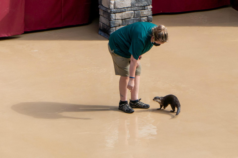 Sea Lion & Otter Spotlight