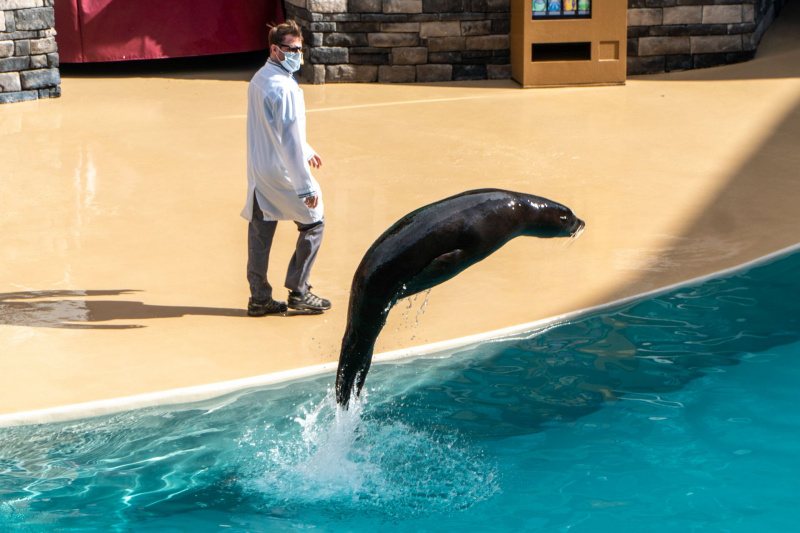 Sea Lion & Otter Spotlight