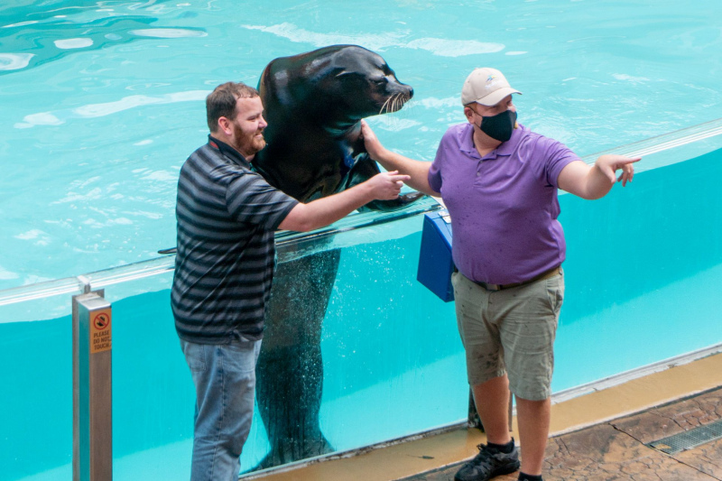 Sea Lion & Otter Spotlight