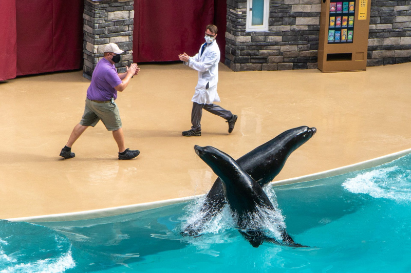 Sea Lion & Otter Spotlight