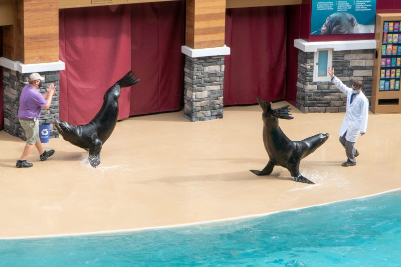 Sea Lion & Otter Spotlight