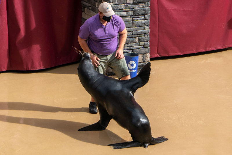 Sea Lion & Otter Spotlight
