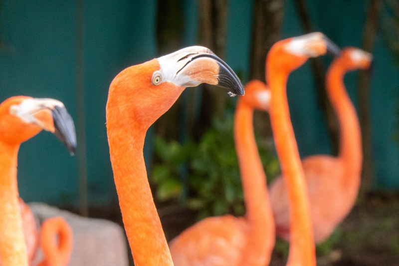SeaWorld Orlando