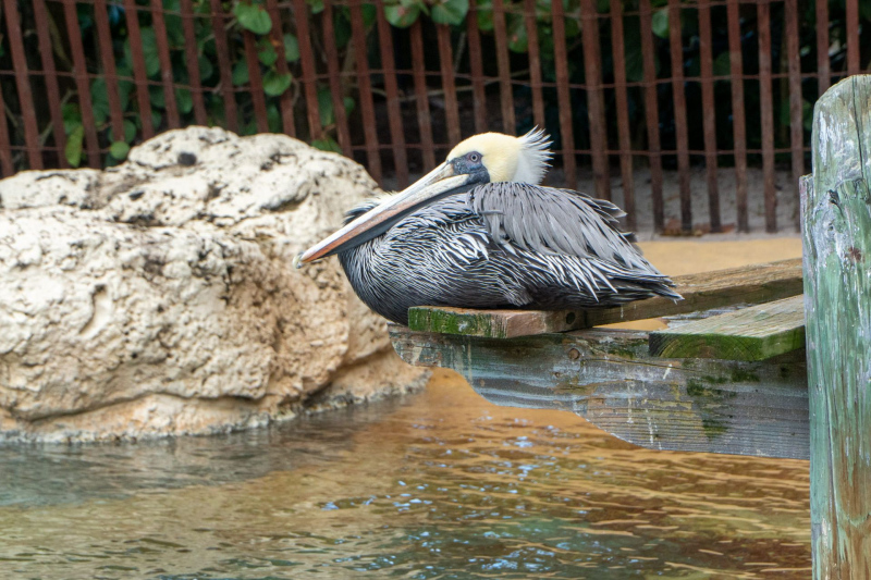 SeaWorld Orlando