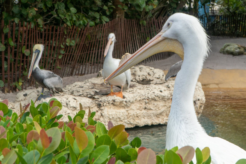 SeaWorld Orlando