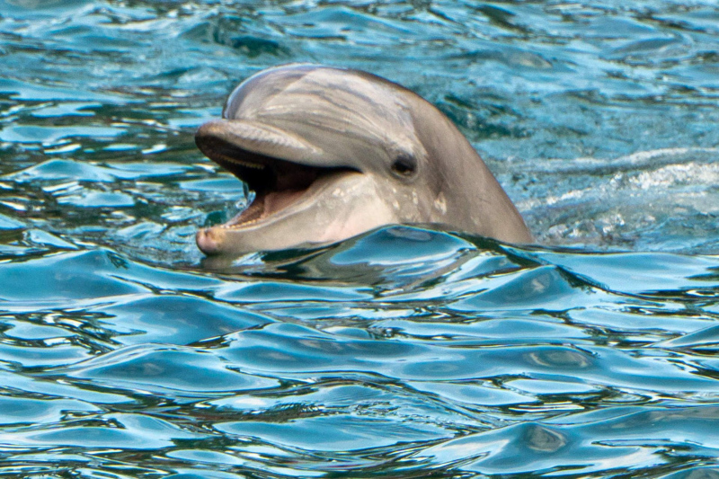 SeaWorld Orlando