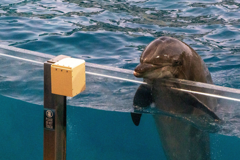 Dolphin Adventures