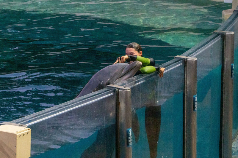 Dolphin Adventures