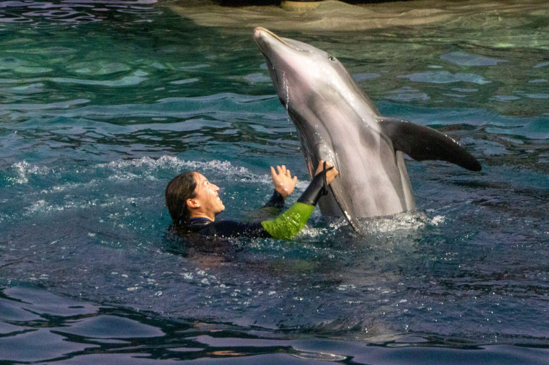 Dolphin Adventures