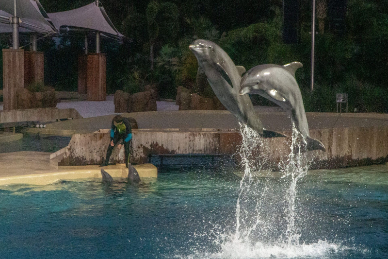Dolphin Adventures