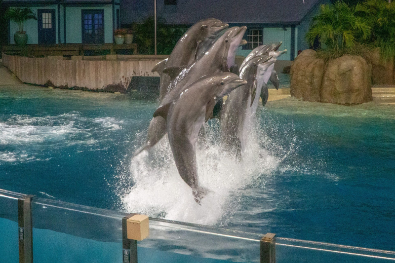 Dolphin Adventures