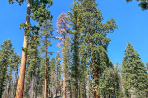 Sequoia National Forest
