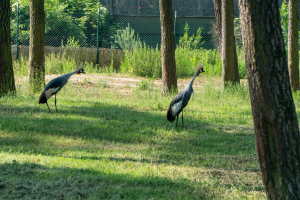 Serengeti Safari • Drive-Thru Safari