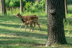 Serengeti Safari • Drive-Thru Safari