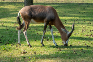 Serengeti Safari • Drive-Thru Safari