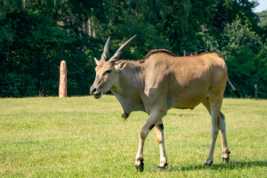 Serengeti Safari • Drive-Thru Safari