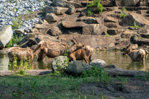 Serengeti Safari • Drive-Thru Safari