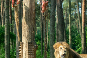 Serengeti Safari • Drive-Thru Safari