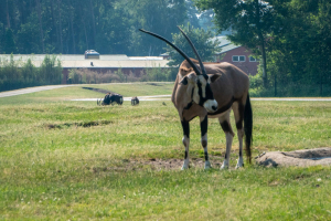 Serengeti Safari • Drive-Thru Safari